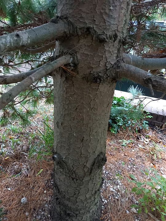stam Pinus cembra (Large).jpg