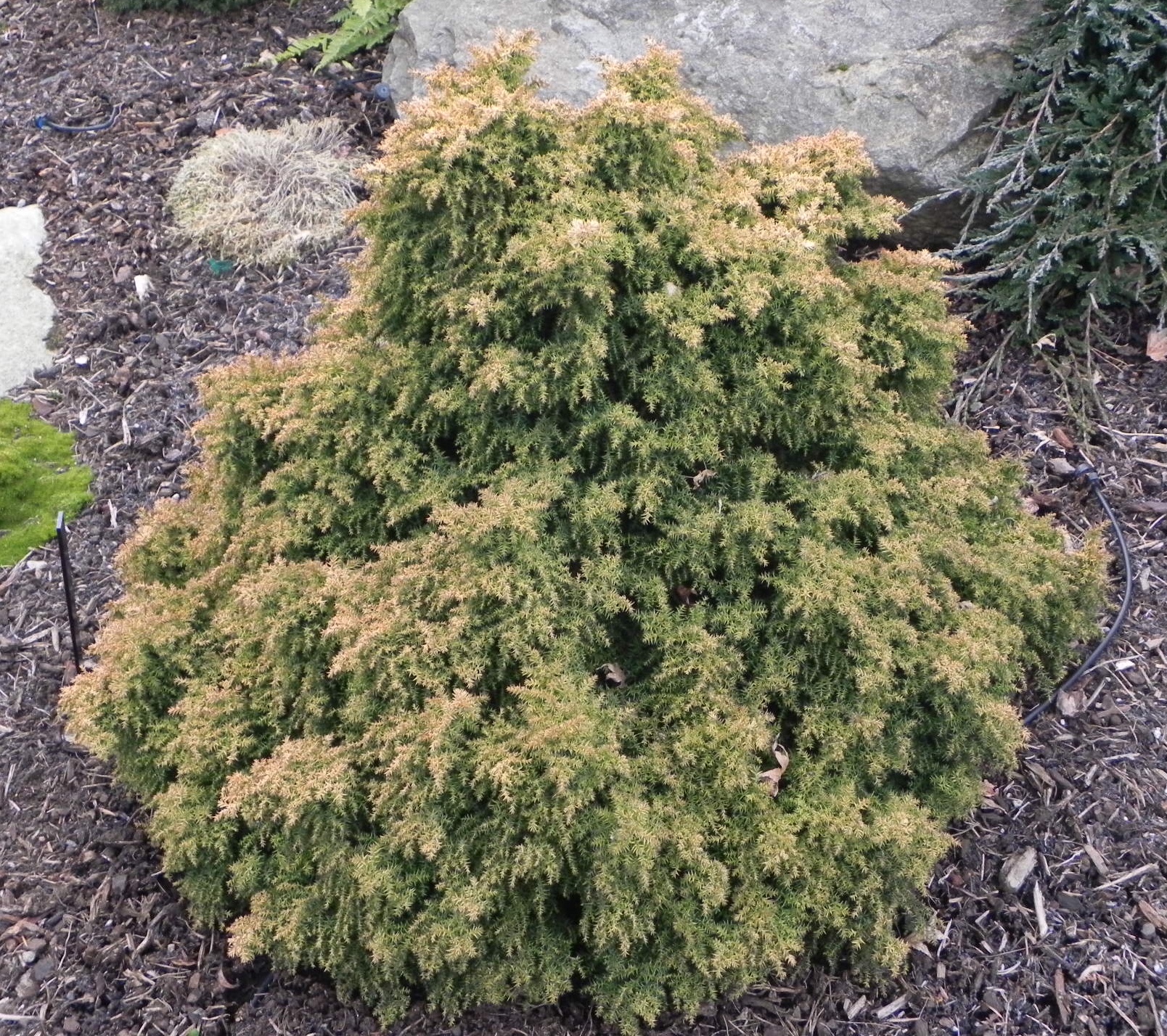 Cryptomeria japonica ‘Twinkle Toes’ - Nederlandse Coniferen Vereniging