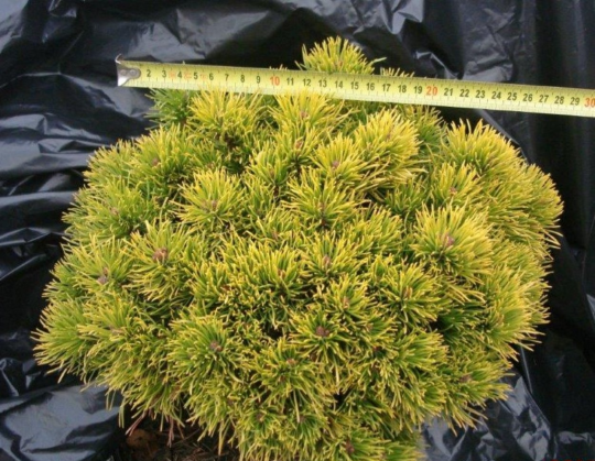 Pinus mugo Neges (Large).jpg