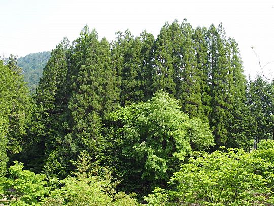 Foto 1. Aanplant Japanse  ceder (Large).JPG