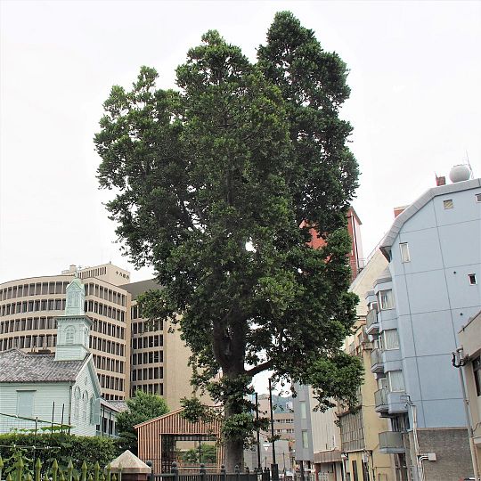 Foto 10.  Agathis dammara, de Dejima Tree (Large).jpg