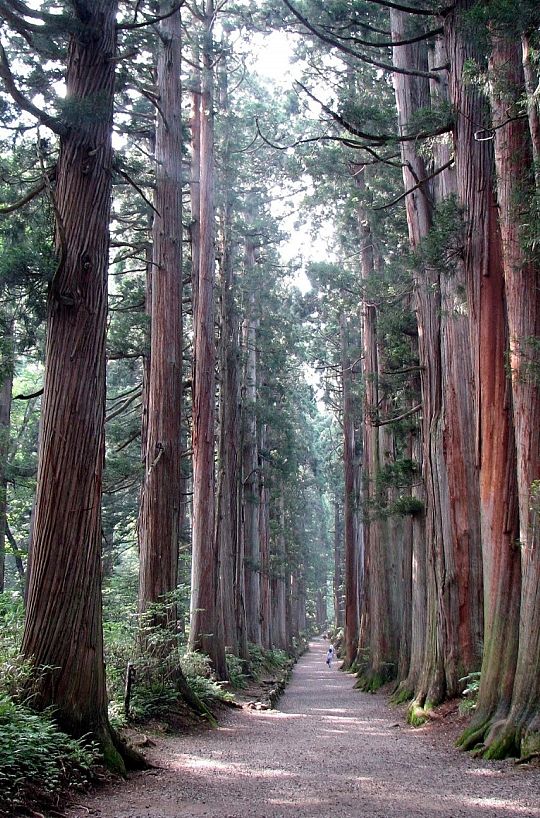 Foto 14. Prachtige cederlaan bij Nagano (Large).jpg