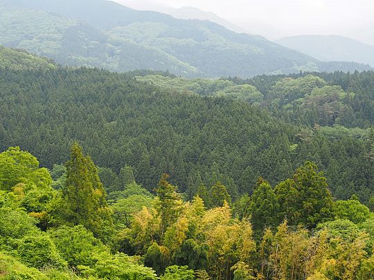 Foto 2. Ceder-percelen in de bergen van Honshu (Large).JPG