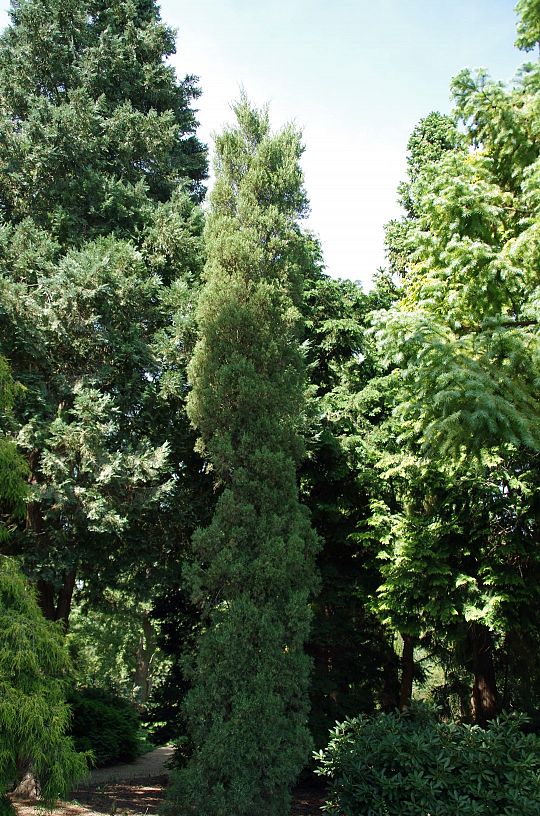 Juniperus sabina Fastigiata_1 (Large).jpg