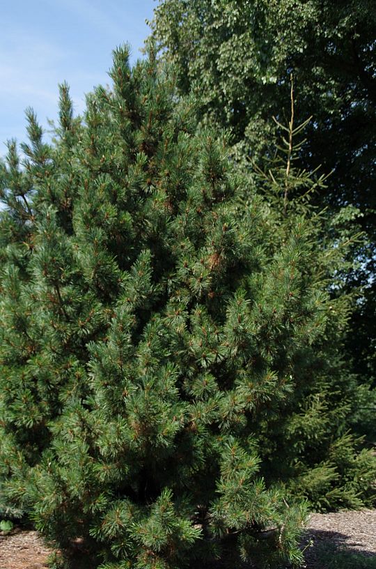 Pinus cembra_1 (Large).jpg