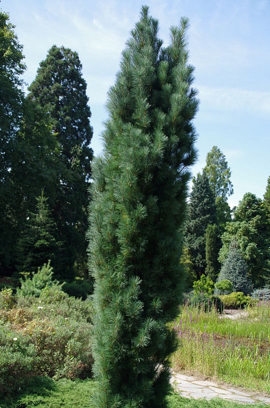 Pinus strobus Stowe Pillar_1 (Large).jpg