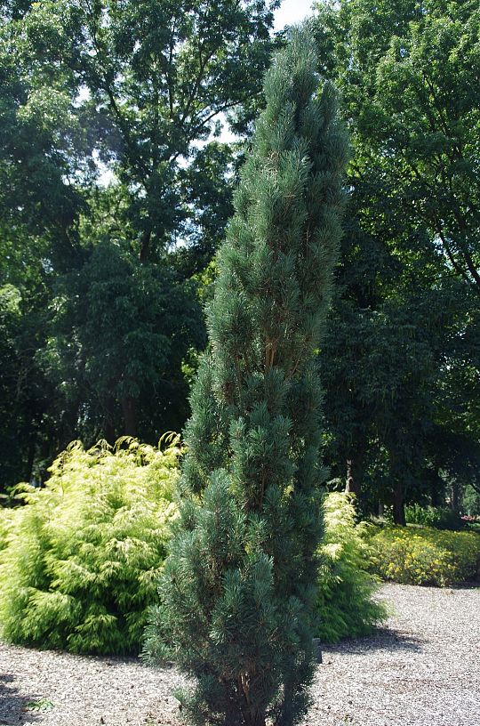 Pinus sylvestris Fastigiata_1 (Large).jpg
